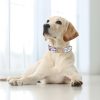 Dog Collar Durable Metal Buckle Adjustable Soft Collar For Small Medium Large Dogs